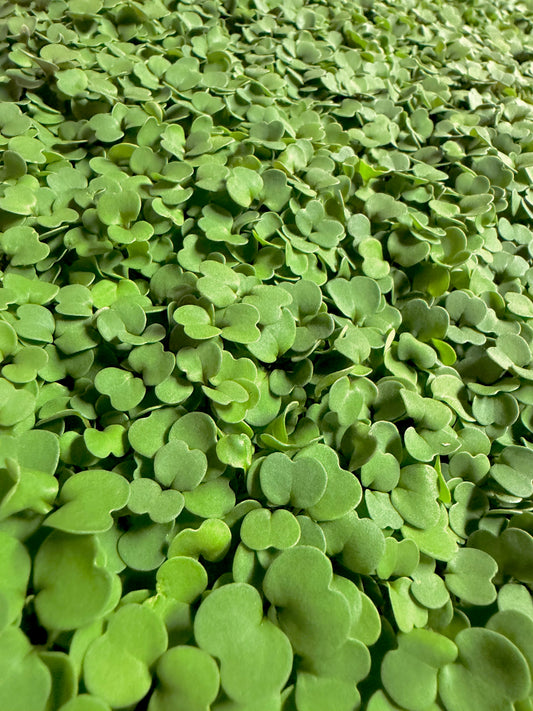 First Cut Bi-Weekly Box