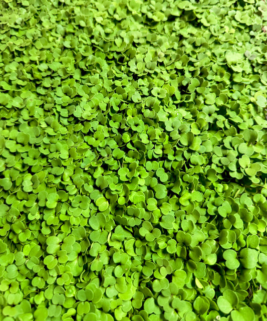 First Cut Weekly Box