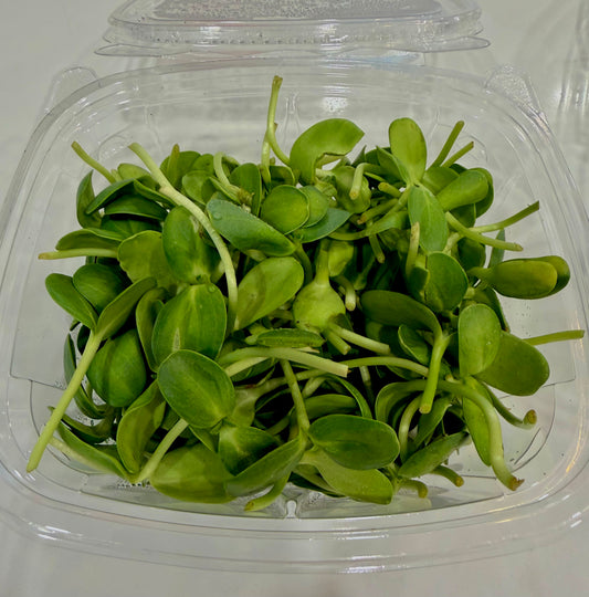 Solo Microgreens